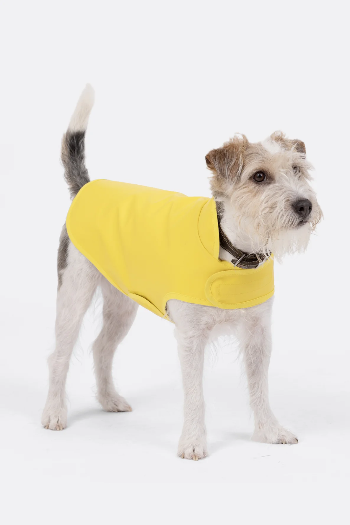 Schnittmuster Hundemantel anpassbar DIY Anleitung 