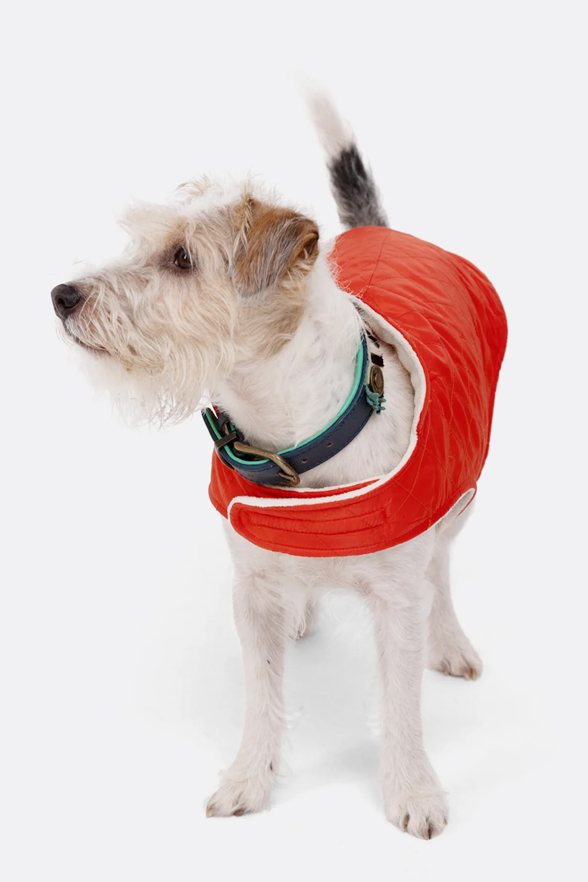 Schnittmuster Hundemantel Steppstoff Klettverschluss nähen