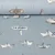 Baumwoll Canvas Maritim Hafen Blau