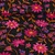 Baumwollvoile Blumenranken Schwarz