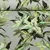 Jersey Digitaldruck Lilien Grün