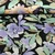 Viskosejersey Rosen Aquarell Schwarz